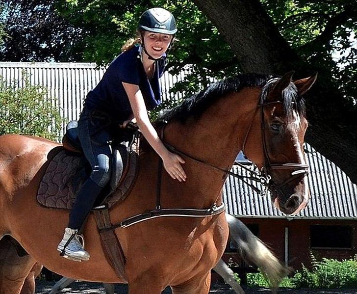 Hollandsk Varmblod Idol  billede 9