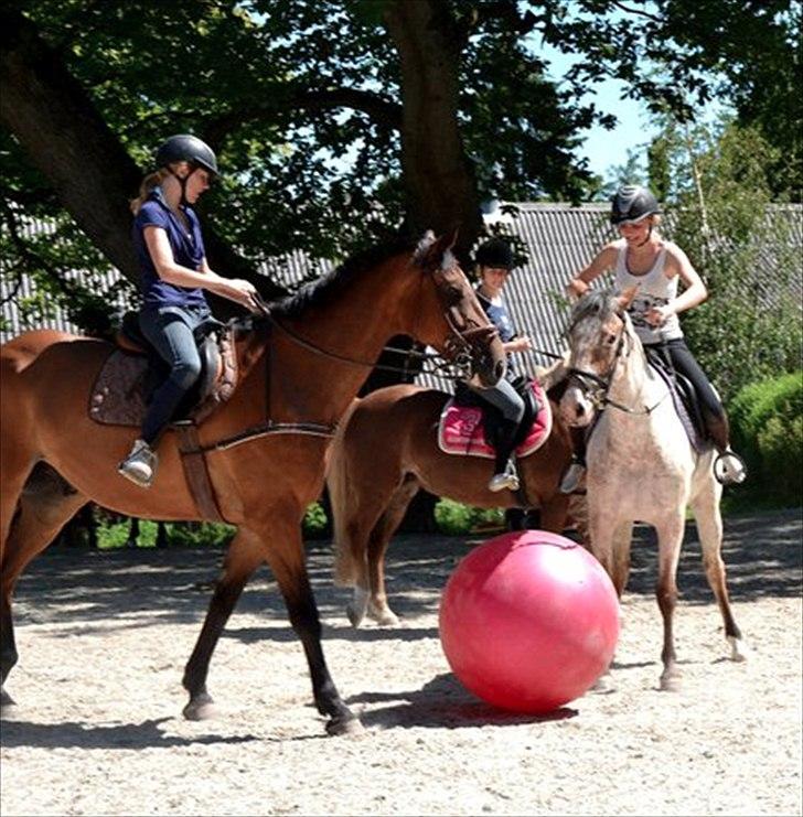 Hollandsk Varmblod Idol  - Hestefodbold. Han var overraskende god til det! :) billede 10