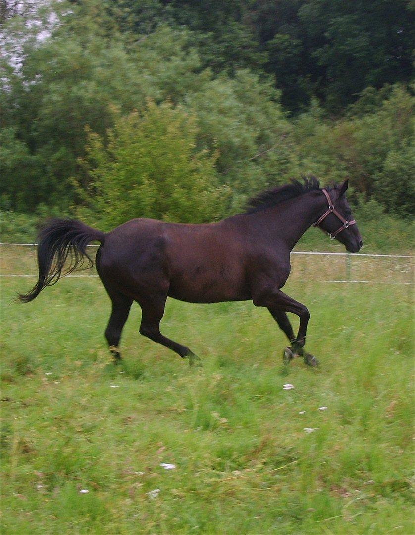 Anglo Araber (AA) Butterhill's Chanté billede 18