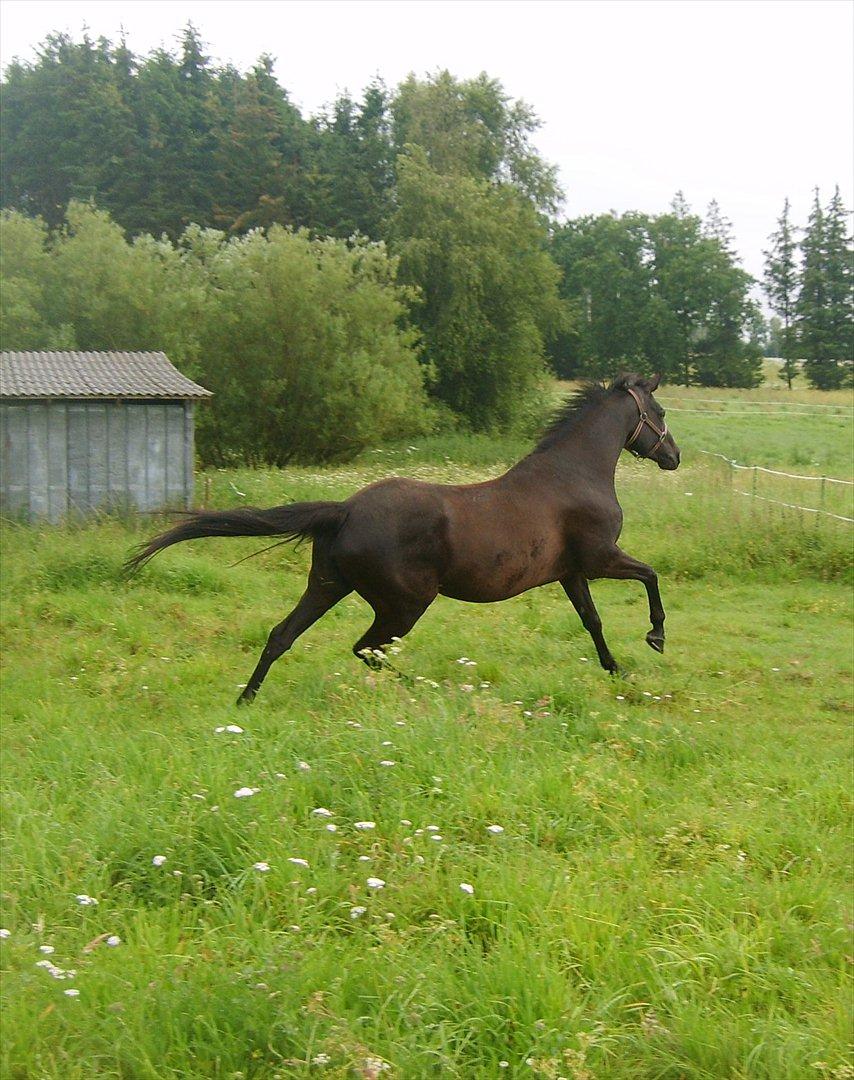 Anglo Araber (AA) Butterhill's Chanté billede 19