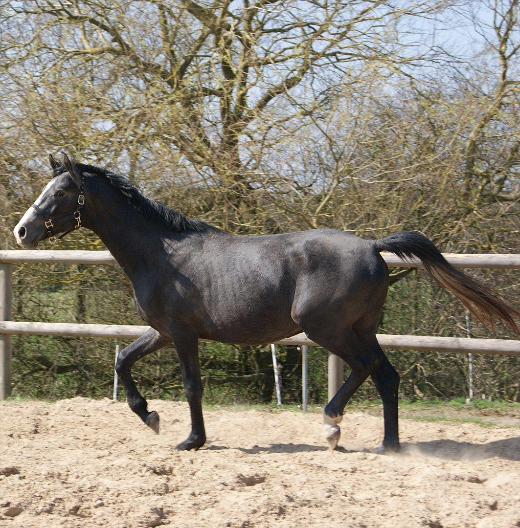 Anglo Araber (AA) Butterhill's Mon Amour billede 7