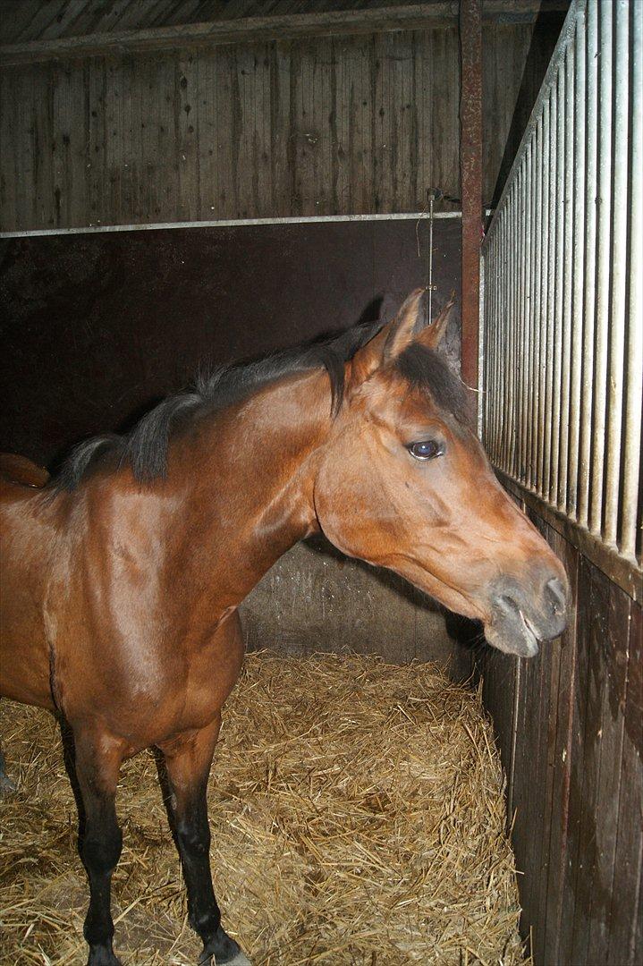 Anden særlig race Anja - Anja gnasker i sit æble!xD
(Foto: Mig) billede 7