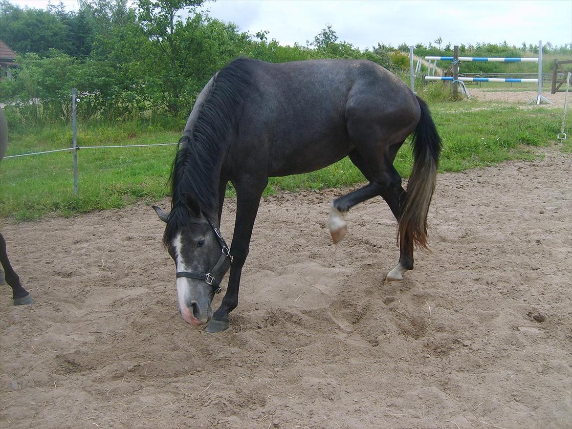 Anglo Araber (AA) Butterhill's Mon Amour billede 19