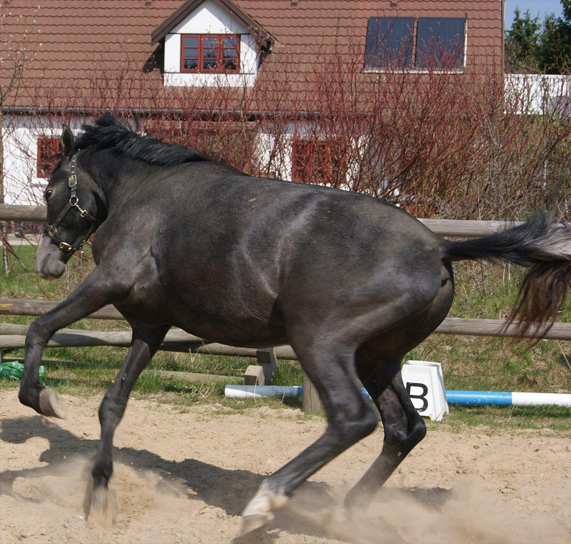 Anglo Araber (AA) Butterhill's Mon Amour billede 6
