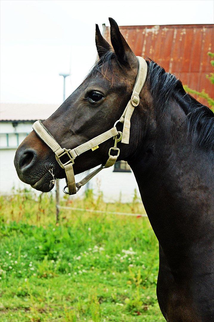 New Forest monica søblink<3 (solgt):'( - farvel tak for kigget:`)
foto: julie (min kusine) billede 13