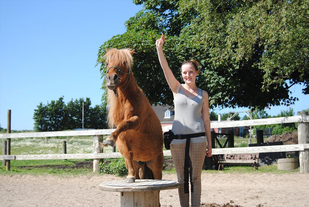 Shetlænder Sofus - Velkommen til Sofus profil billede 2