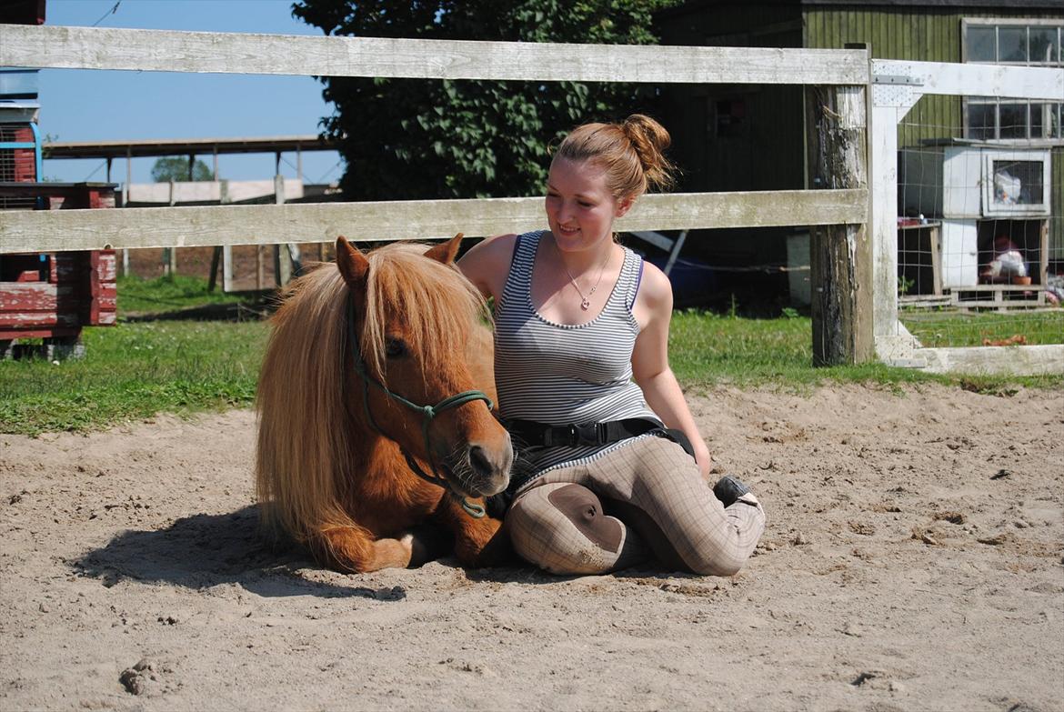 Shetlænder Sofus billede 3