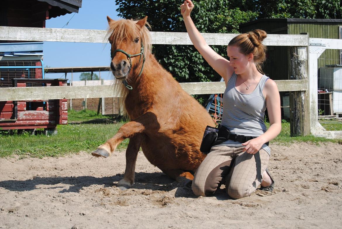 Shetlænder Sofus billede 4
