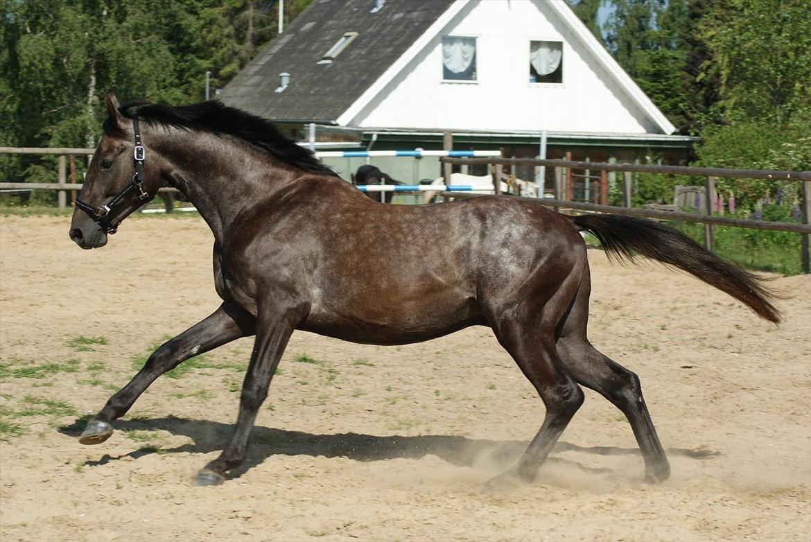 Anglo Araber (AA) Butterhill's Mon Chameur billede 10