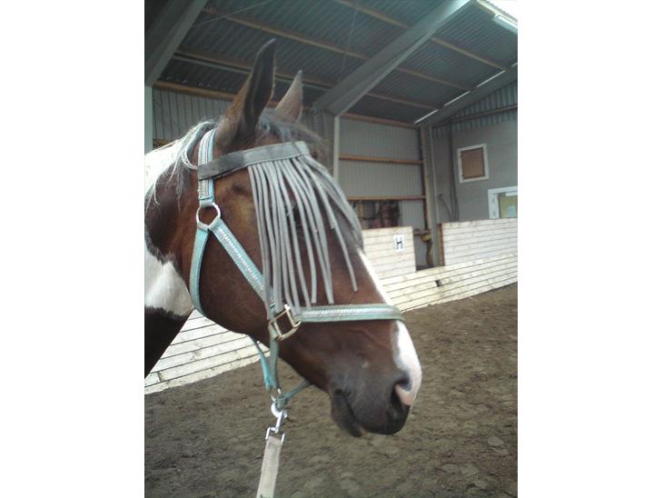 {{currentPhoto.altText}} billede {{currentPhoto.number}}