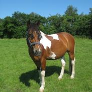 Anden særlig race Jackpot