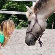 Konik Polski | Gneisti | Hvil i fred