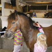 Welsh Pony af Cob-type (sec C) LL. Lundsgårds Jeppe