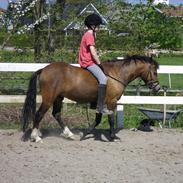 Welsh Pony af Cob-type (sec C) LL. Lundsgårds Jeppe