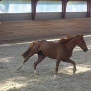 Anden særlig race Bassen (Ejer)