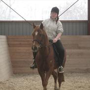 Anden særlig race Bassen (Ejer)