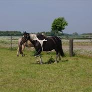 Anden særlig race Gaia