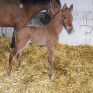 Dansk Varmblod Midnights Dance