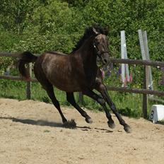 Anglo Araber (AA) Butterhill's Mon Chameur