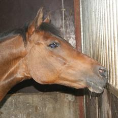 Anden særlig race Anja