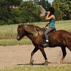Islænder Næmi fra Ravnekrogen