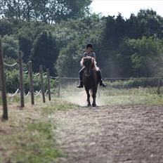 Islænder Næmi fra Ravnekrogen