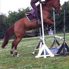 Anden særlig race Red Alert solgt