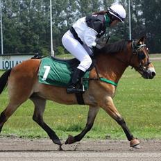 Gotlandsruss Bobbi SOLGT <3
