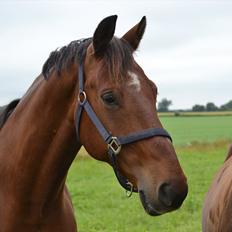 Anden særlig race Ludwig