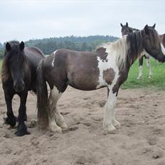 Irish Cob • Fighter • SOLGT!! 