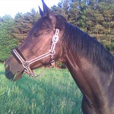 Polsk Ædelt Halvblod Kalisia