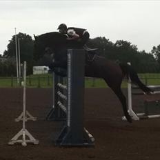 Dansk Varmblod Lillestaruphøjs Candiana