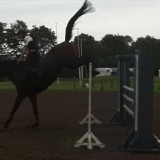 Dansk Varmblod Lillestaruphøjs Candiana