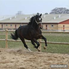Dansk Varmblod Stålkærgårds Ice Light