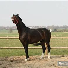 Dansk Varmblod Stålkærgårds Ice Light