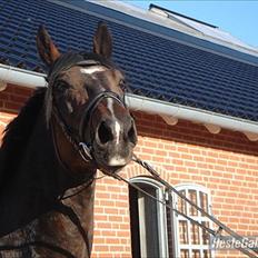 Dansk Varmblod Stålkærgårds Ice Light