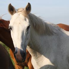 Anden særlig race † Sirbastian *soulmate* R.I.P †