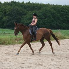 Dansk Varmblod Last Lya