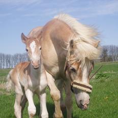 Haflinger Enghaves Noëll