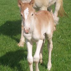 Haflinger Enghaves Noëll
