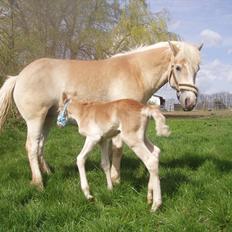 Haflinger Enghaves Noëll