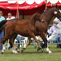 Hollandsk Varmblod Geronimo S