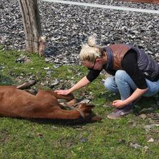 Hollandsk Varmblod Geronimo S