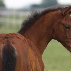 Hollandsk Varmblod Geronimo S