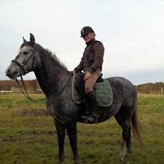 New Forest Elmholts Gaschon