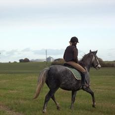New Forest Elmholts Gaschon