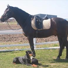 Dansk Varmblod Sheiken