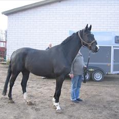 Dansk Varmblod Five O One