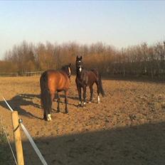 Dansk Varmblod Five O One