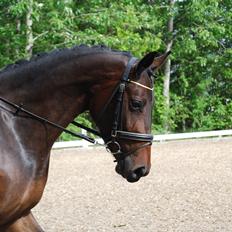 Pinto Gaasdal´s Spotless